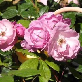 Lilac Bouquet Climbing Rose (Rosa Lilac Bouquet) 1